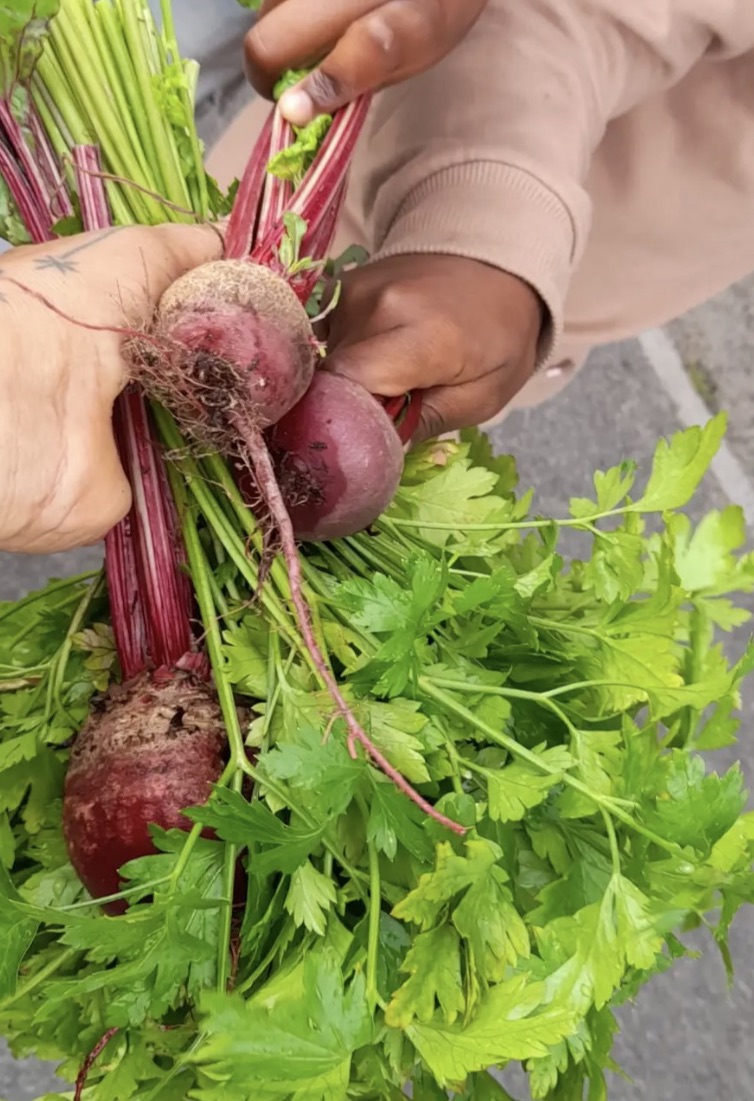 Children's garden harvest of beetroot and leafy greens